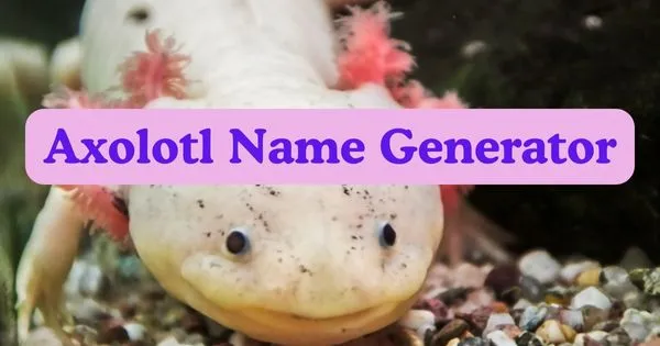 Axolotl Name Generator