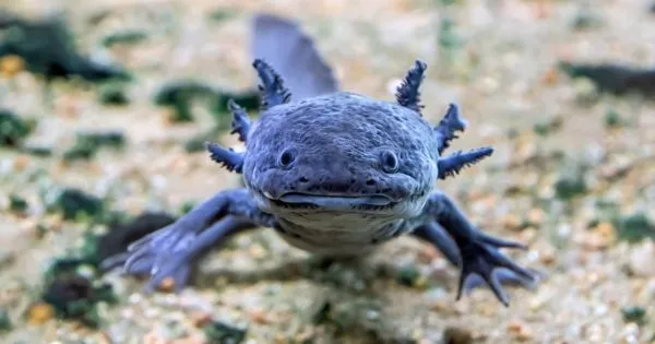 Blue-Axolotl-Names