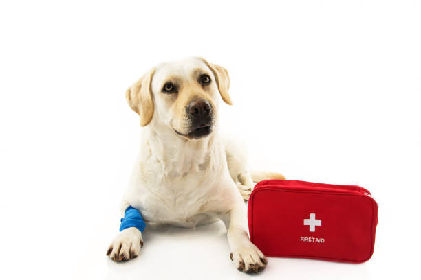 FIRST AID FOR PET OWNERS: PREPARING FOR ANIMAL EMERGENCIES AT HOME FIRST AID FOR PET OWNERS